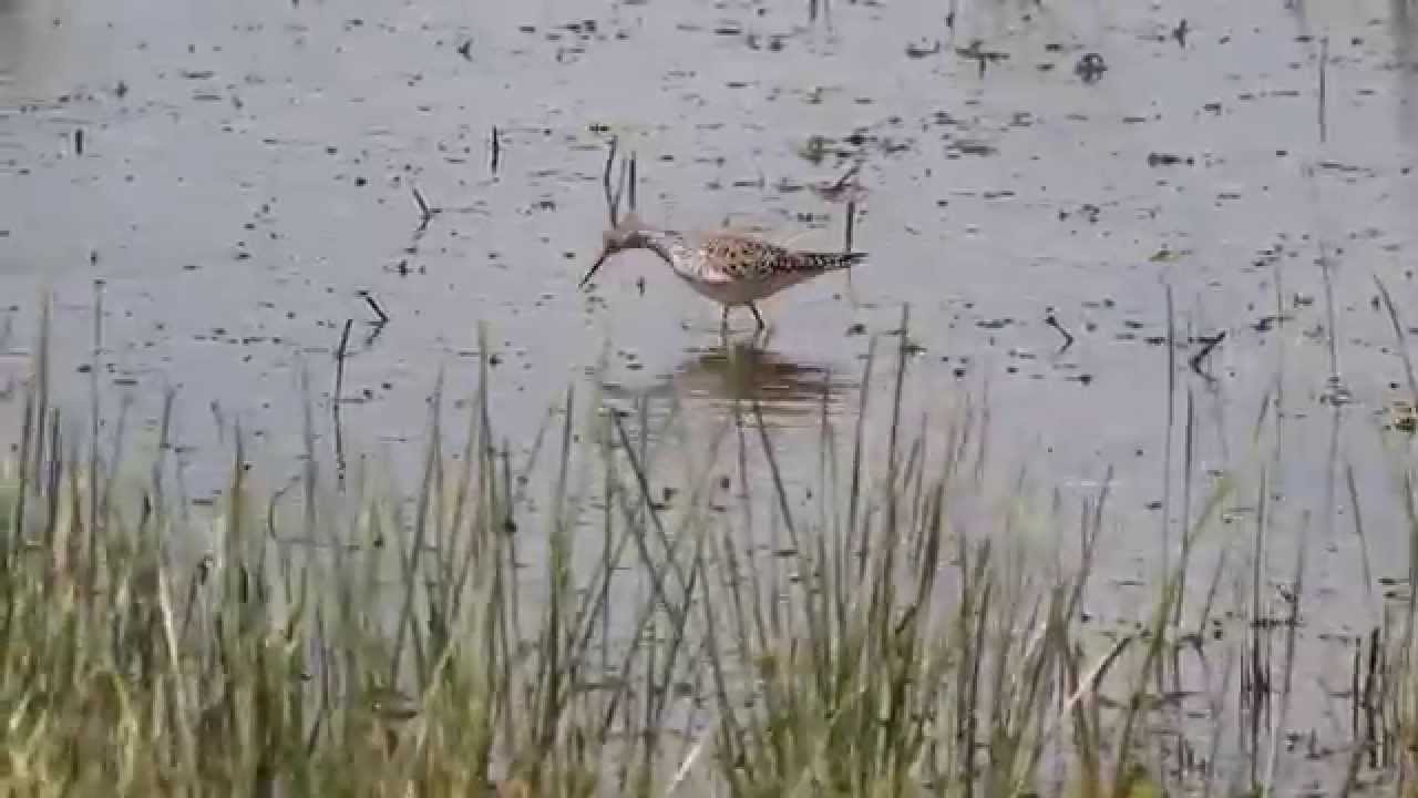 Greater Yellowlegs - Hagerman National Refuge camera iphone 8 plus apk