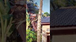 Cara paling ngeri tebang pokok kelapa