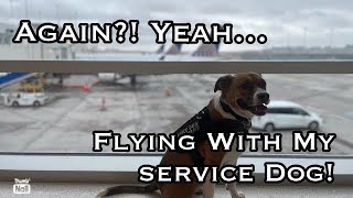 Again?! Flying To Missouri With My Service Dog! by Colorado Service Mutt 399 views 1 year ago 7 minutes, 24 seconds