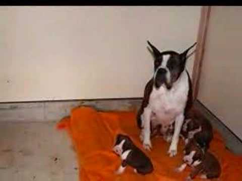 ボクサー子犬