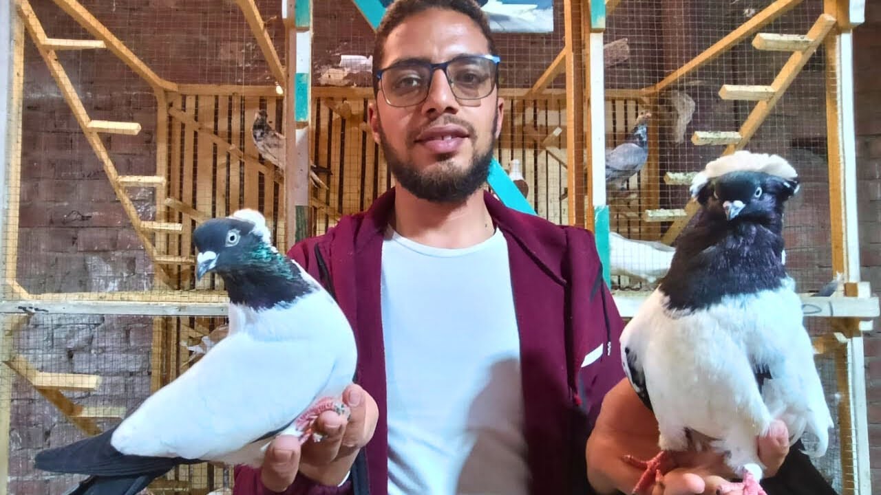 غيه حمام للبيع كل انواع الحمام |#حريف_حمام 🕊️