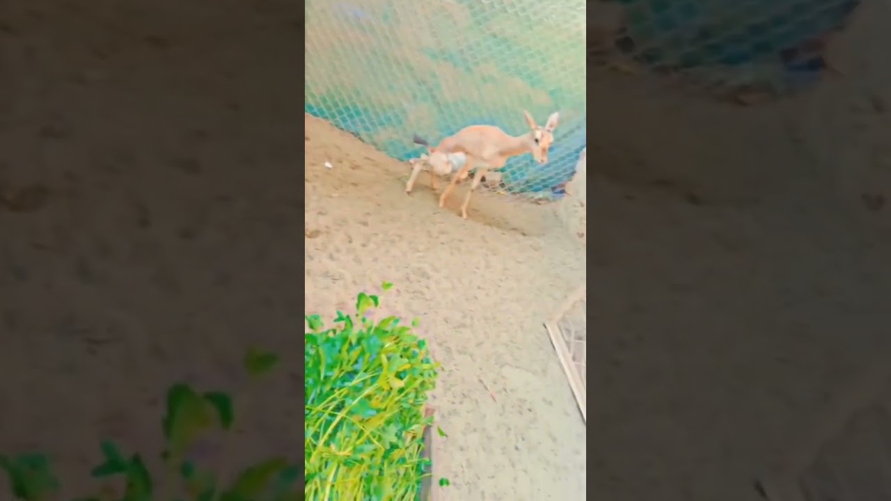 Deer short video 🦌#riaz #viral #trending #Riaz Khan Vlogs