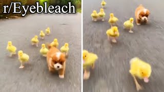 click to adopt all animals