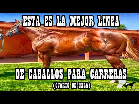 Líneas Ligeras Cuarto