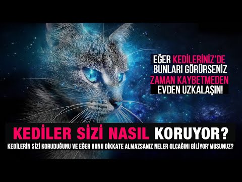 Eğer Kedileriniz'de bunları görürseniz Zaman kaybetmeden o evden uzaklaşın. Kedilere verilen Sır!