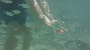 Son Xoriguer Beach Menorca   Feeding the Fish August 2022
