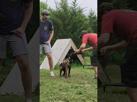 Video: Dog Sport 101: IPO / Schutzhund