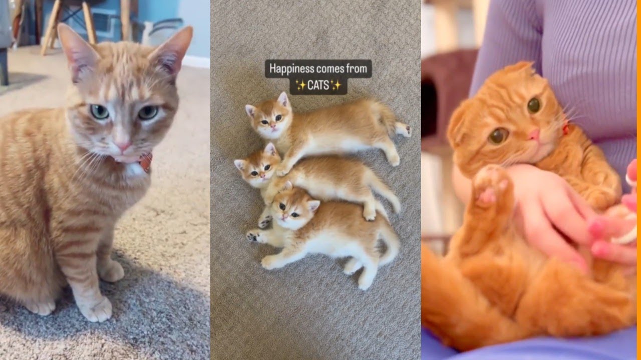 Cute baby cat videos😍 Funny moments Sla cats YouTube