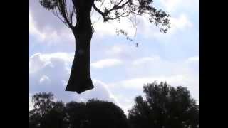 Italiaanse Populieren Vellen Mbv Telekraan