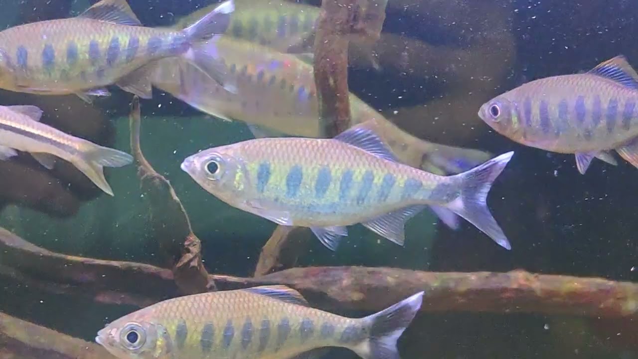 Barilius ardens | Opsarius tileo