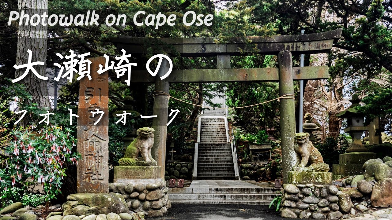 Visiting Ose Shrine & Juniper Forest on Cape Ose in Shizuoka