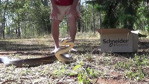 Olive Python (Laisis Olivaceus)(One of Australia