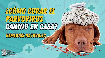 ¿Qué detergente mata el parvo?