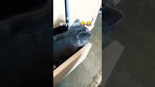 Iki Saattir Kedi Arıyorum