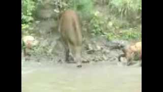 anjing vs babi hutan