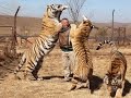 O Tigre Siberiano - O Maior Felino em Extinção