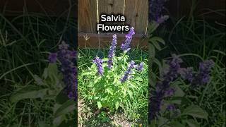 Beautiful Sirius Blue Sage Salvia To Add To Your Garden garden plants sage