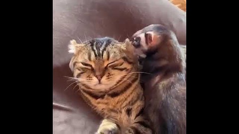 Выдра и котики!