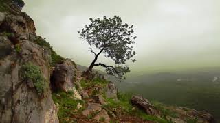 سورة الجمعه بصوت جميل للشيخ محمد جبريل مع جمال واصوات الطبيعه لراحه نفسيه لا توصف وللتدبر والتامل