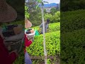 The Secret to FAST Tea Harvesting! 🍃 10x Efficiency with This Simple Tool [ASMR]