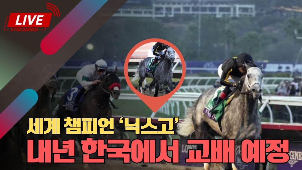 [경마] 김혜선기수 조교사 준비 하나 ??? , 닉스고 26년 한국 교배 예정, 대상경주 복기