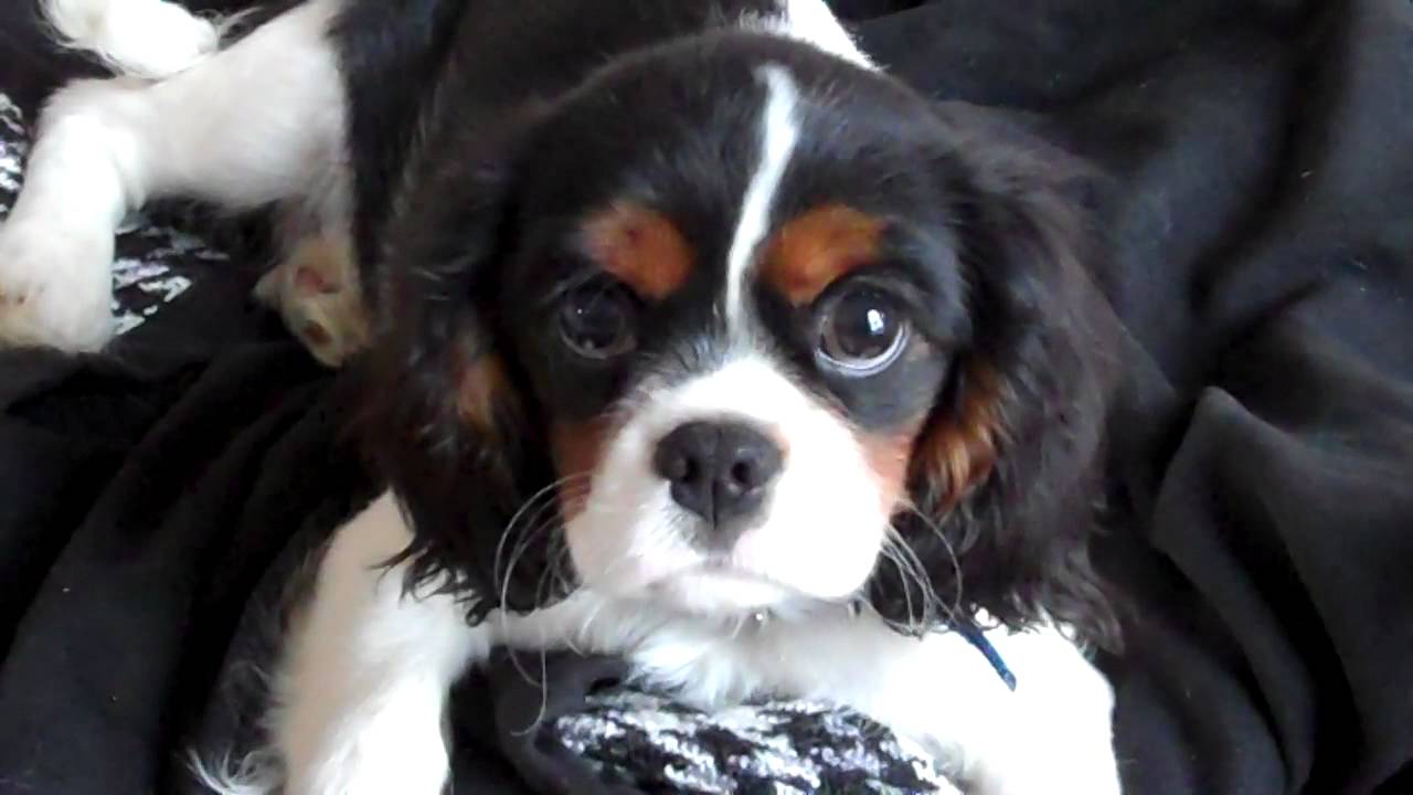King Louie Wayne The 1st Cavalier King Charles Spaniel