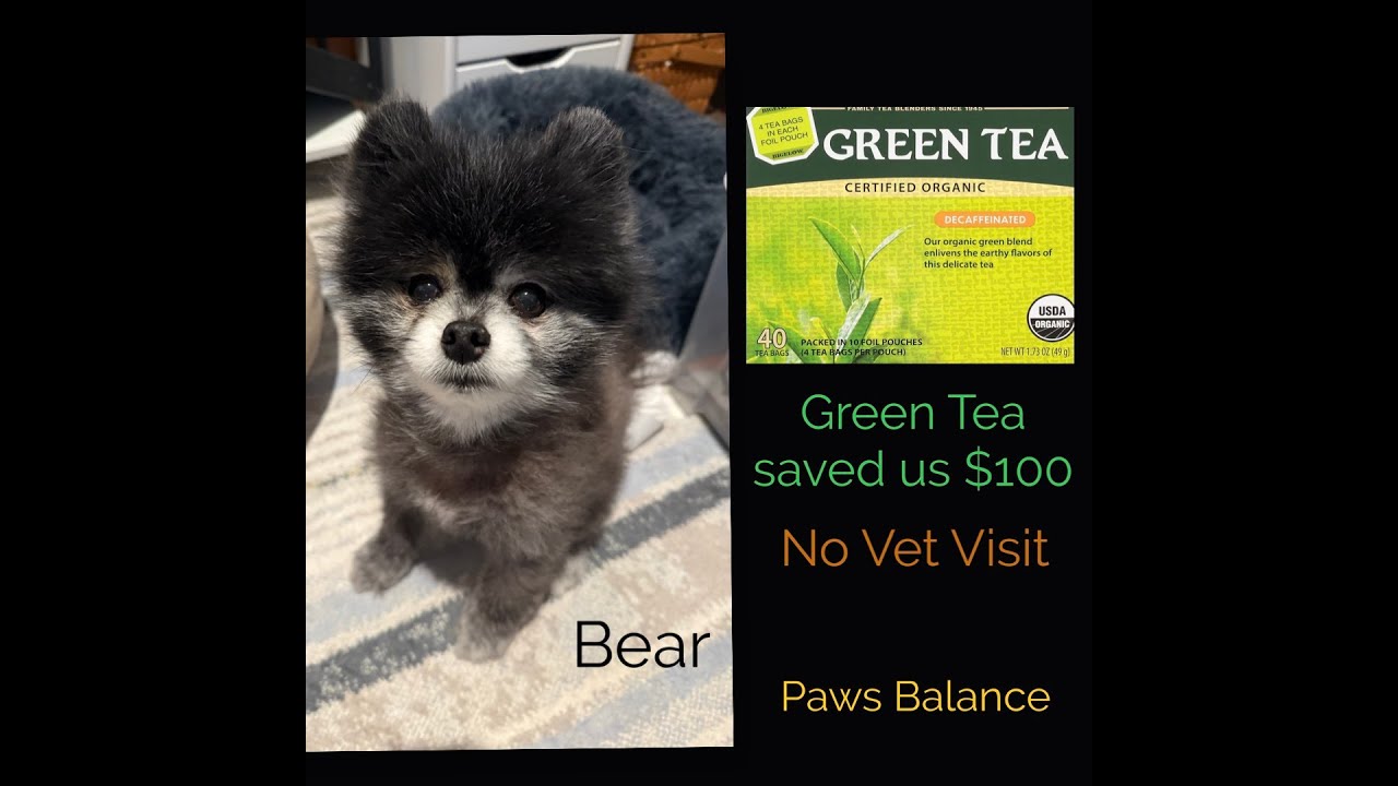 How Green Tea Helped My Dog’s Eye Inflammation—And It Might Help Yours Too.