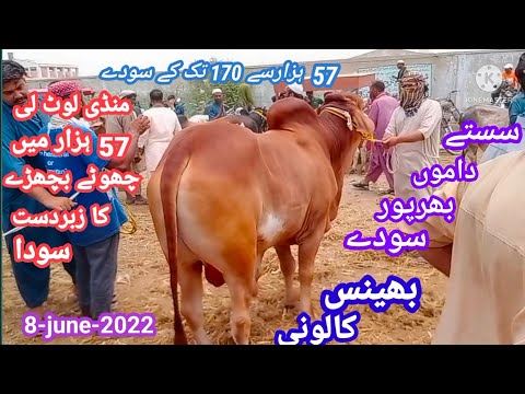 Bhains colony cow mandi latest update 8-june-2022 Cow mandi 2022 Bhains colony mandi 2022