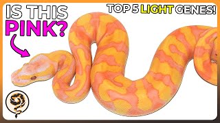 Famous Here's 5 of My Favorite LIGHT Ball Python Genes! Profile