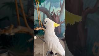 Cute parrot video - parrot world #cuteparrot #parrotworld