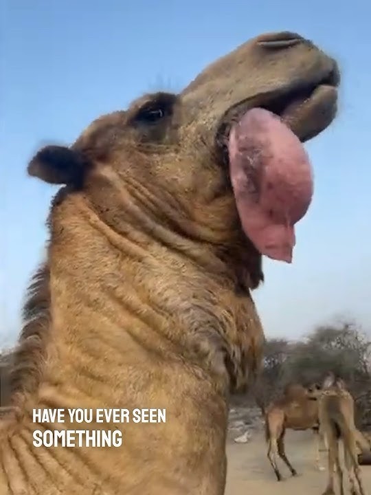 For a Camel, It's Like a Peacock's Tail! You Won't Believe What This Means! 🐪😲
