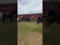 Historic Union Pacific trailers and pastured horses and mules!#horse #animals