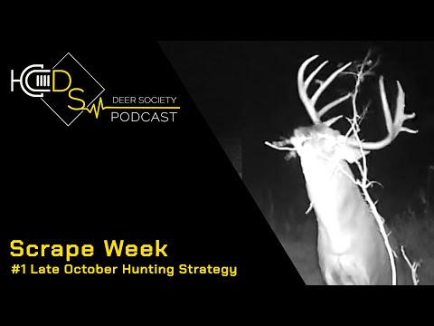 SCRAPE WEEK | #1 Late October Hunting Strategy...