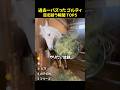 【衝撃💥】この馬、中身人間だろww ゴルティの目を疑った瞬間5選