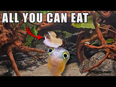 I Built a Self-Sustaining Ecosystem...Then Added Predators