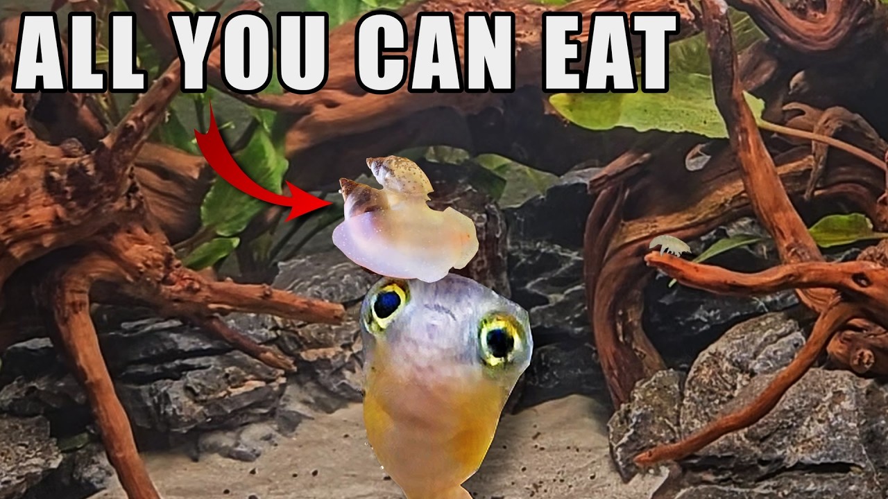 I Built a Self-Sustaining Ecosystem...Then Added Predators