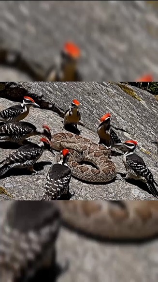 Bubar!! Gara-gara ada burung Gagak! #woodpecker #birds #snake #funnyvideo