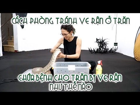 snake oil Trăn bị VE RẬN HÚT MÁU - Cách phòng tránh và chữa bệnh cho trăn???| WILDVN TV
