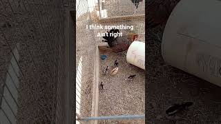 I think there's an odd ball out