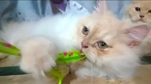 Video 11119551: persian cutecat funny, persian cat playing funny, persian kitten playing