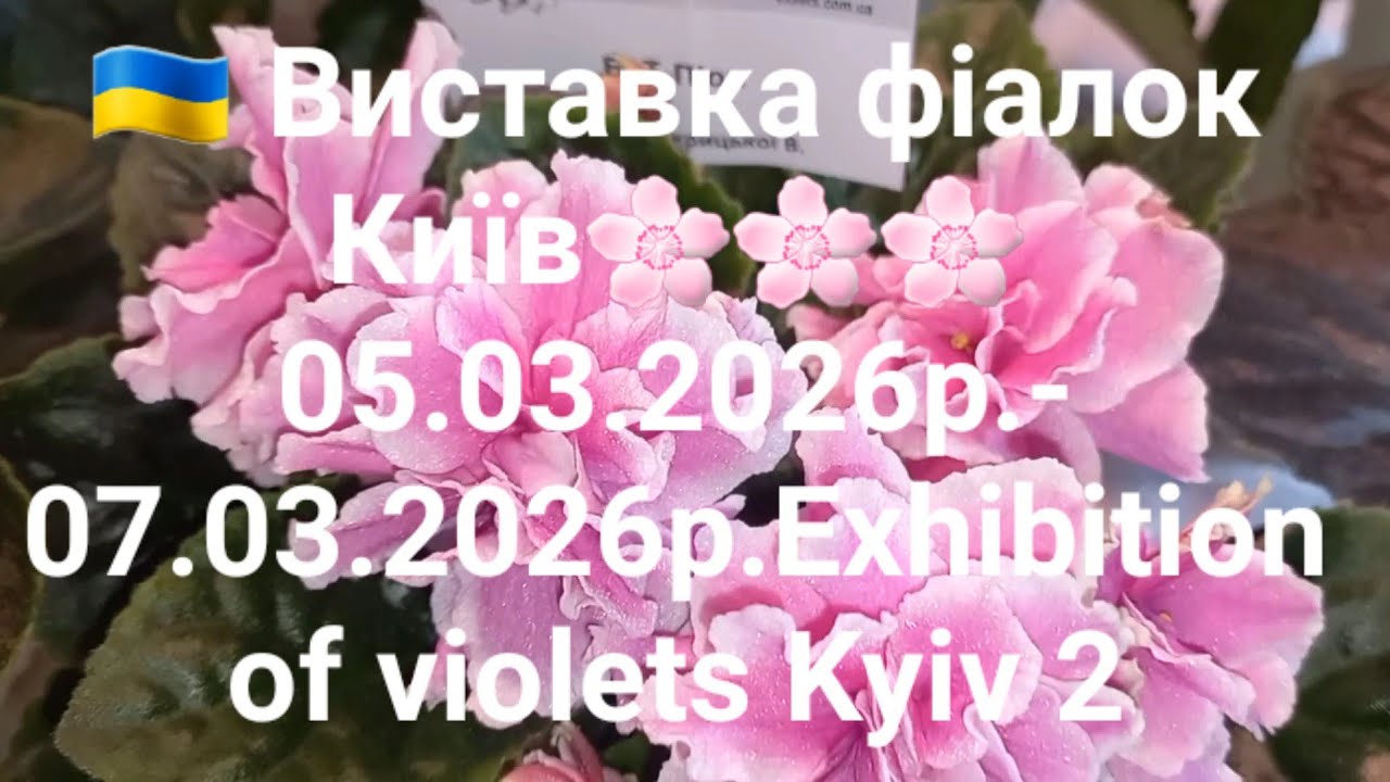 🇺🇦 Виставка фіалок Київ🌸🌸🌸 05.03.2026р.- 07.03.2026р.Exhibition of violets Kyiv 2
