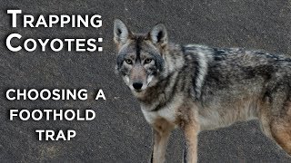 Trapping Coyotes: Choosing A Foothold Trap screenshot 4