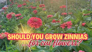 Why We LOVE Growing Zinnias on Our Flower Farm!
