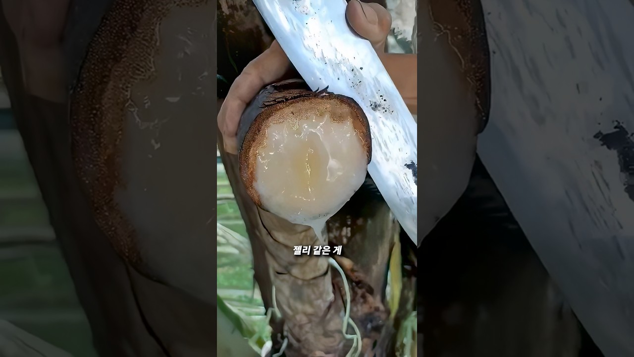 자연에서 달콤한 설탕을 얻는 방법