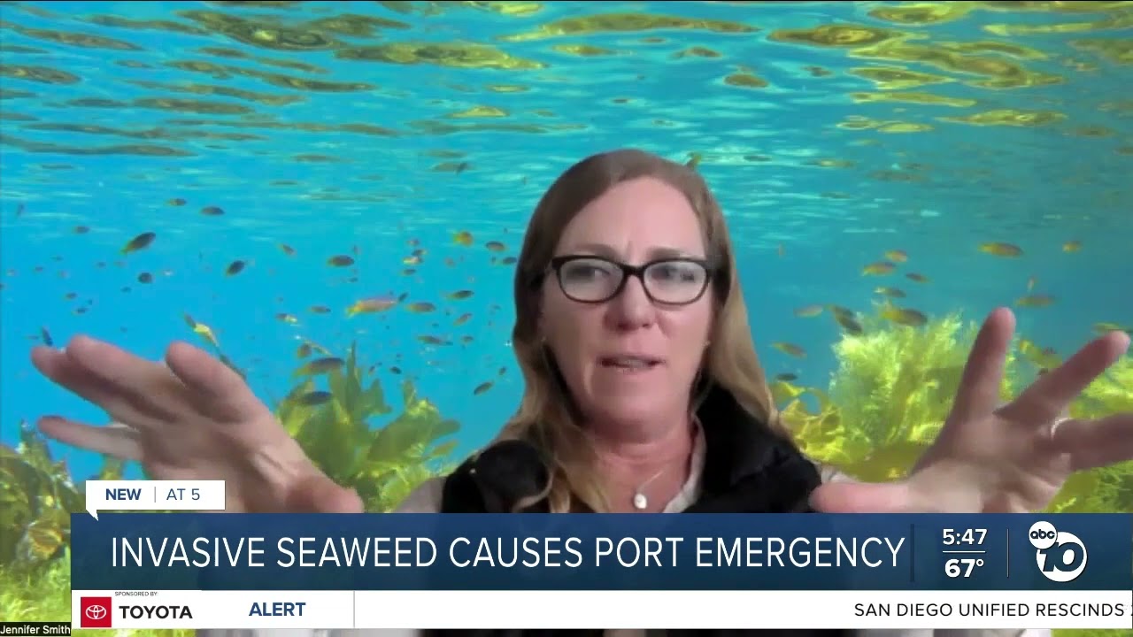 Invasive seaweed causes port emergency