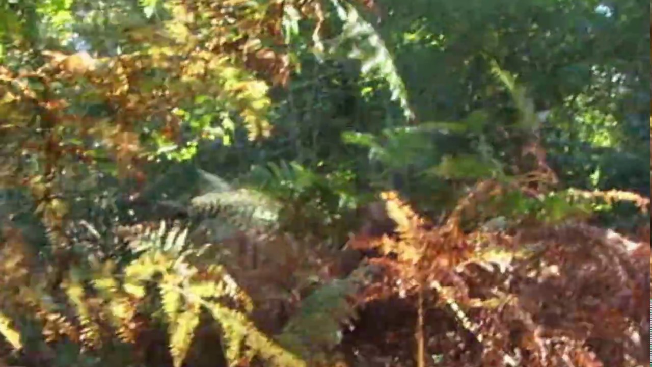 What Does Bigfoot Eat In The UK One Food Source For Consideration 