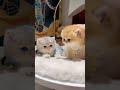 この子猫で心がすっかり溶けます。 #猫 #子猫 #可愛い