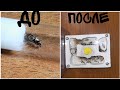 Lasius niger с нуля #1 Как поймать матку?Как сделать инкубатор?Первые яйци и эксперемент.