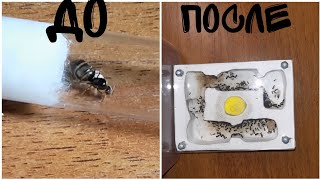 Lasius niger с нуля #1 Как поймать матку?Как сделать инкубатор?Первые яйци и эксперемент.