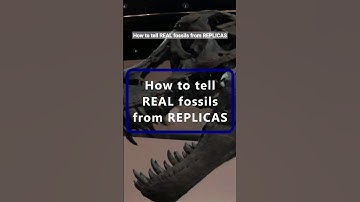 FOSSILS: Real or Fake? #dinosaur #science #fossil #paleontology